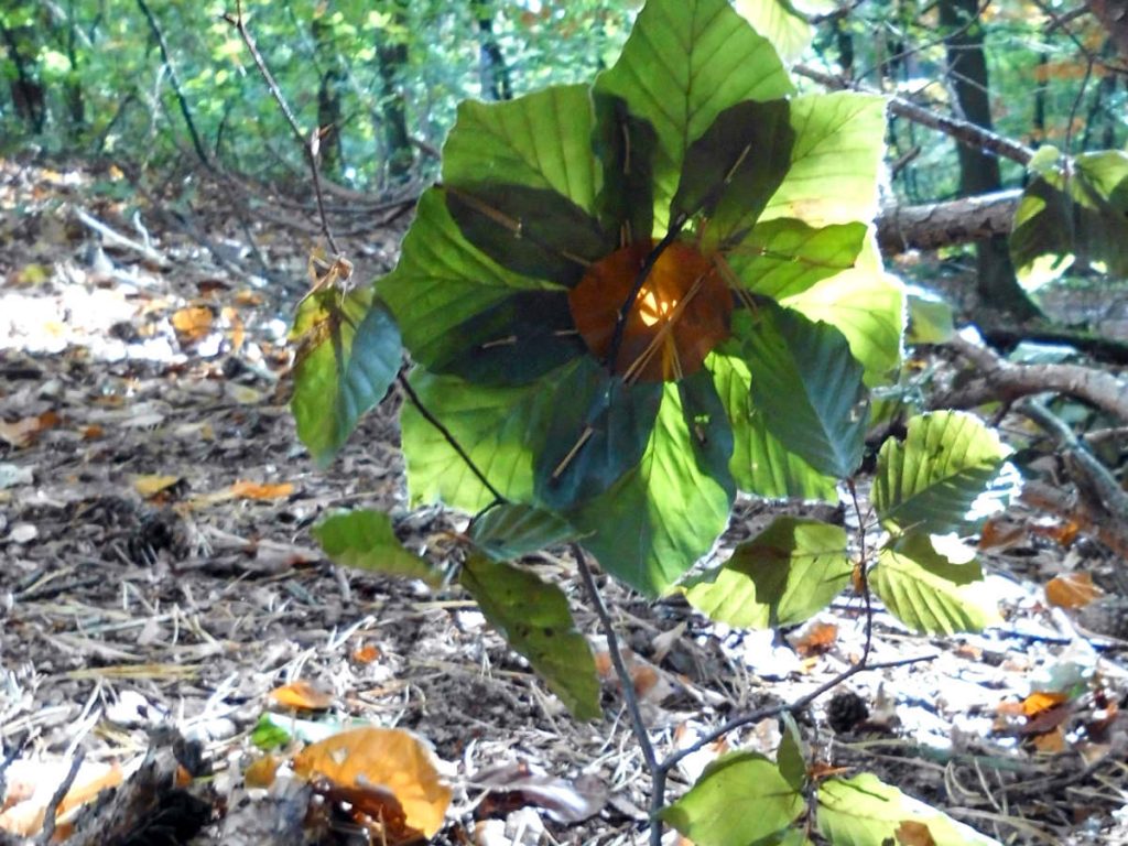 Basteln mit Blättern im Waldkindergarten in Bleckede